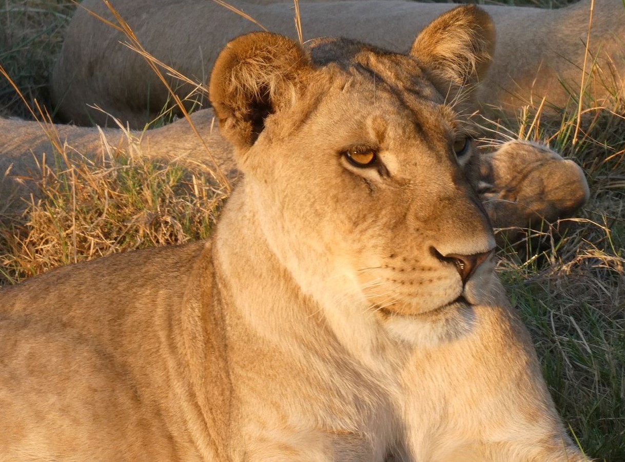 Lion pride late evening female